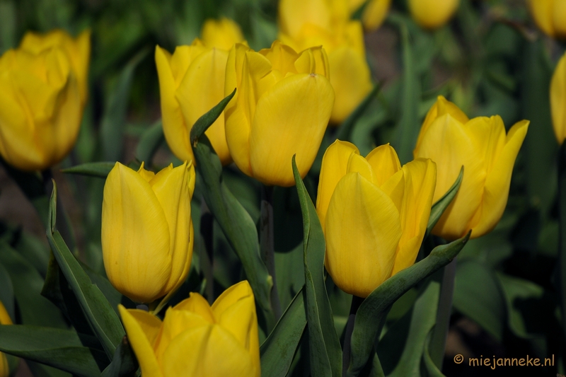 DSC_1918.JPG - Keukenhof in Cranendonck