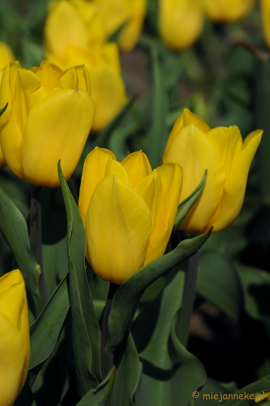 DSC_1920a.JPG - Keukenhof in Cranendonck