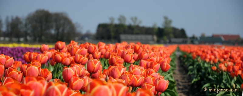 DSC_1945.JPG - Keukenhof in Cranendonck