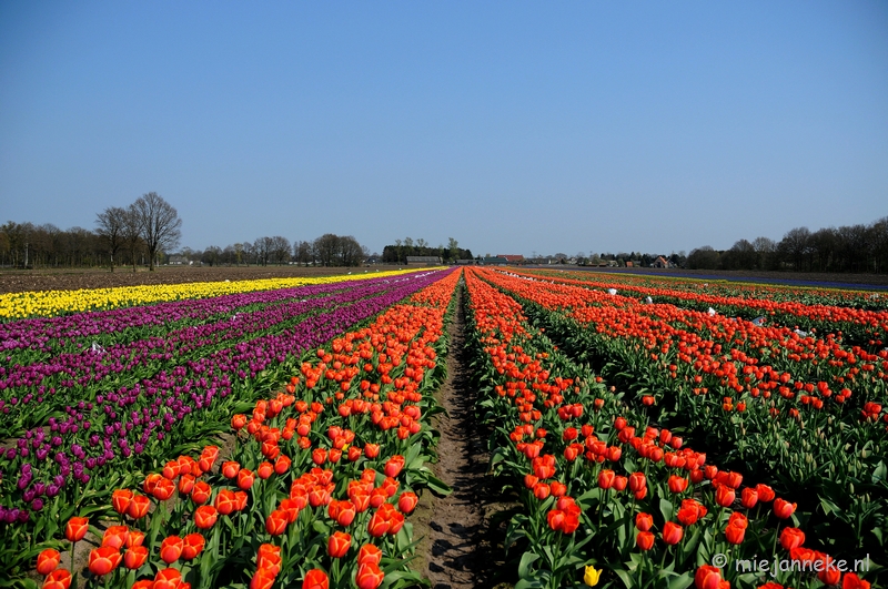 DSC_1952a.JPG - Keukenhof in Cranendonck