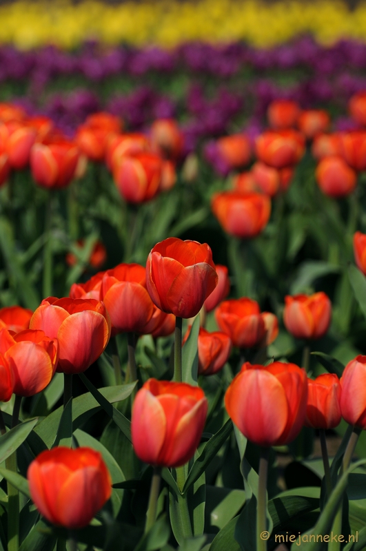 DSC_1971.JPG - Keukenhof in Cranendonck