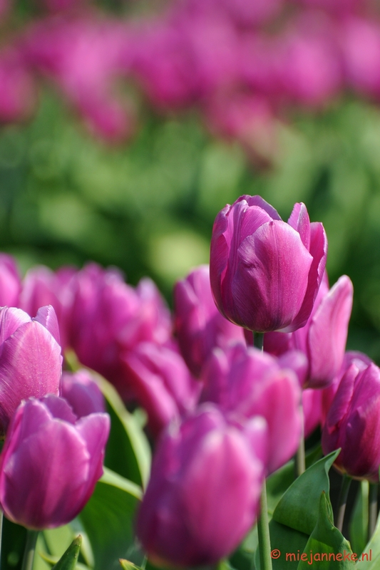 DSC_2002.JPG - Keukenhof in Cranendonck