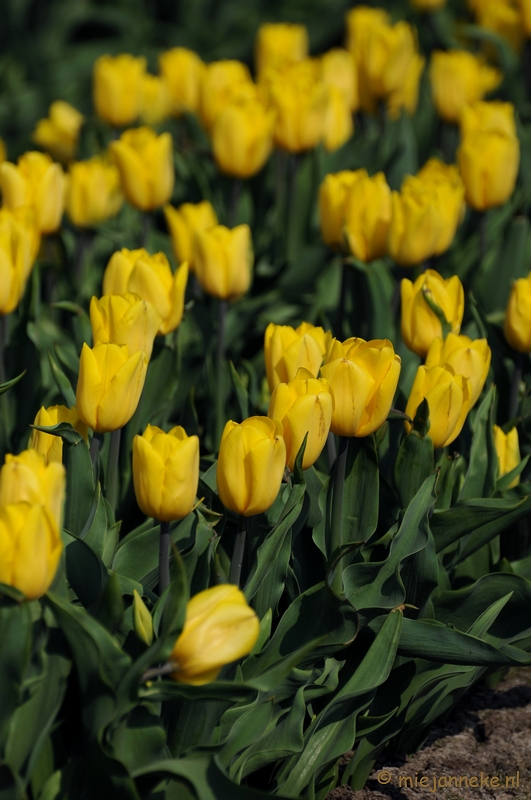 DSC_2015.JPG - Keukenhof in Cranendonck