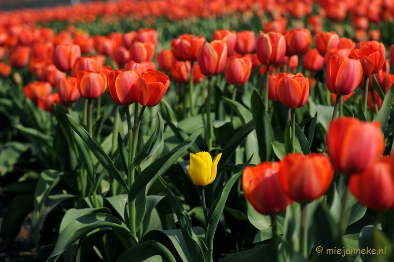 DSC_2022.JPG - Keukenhof in Cranendonck