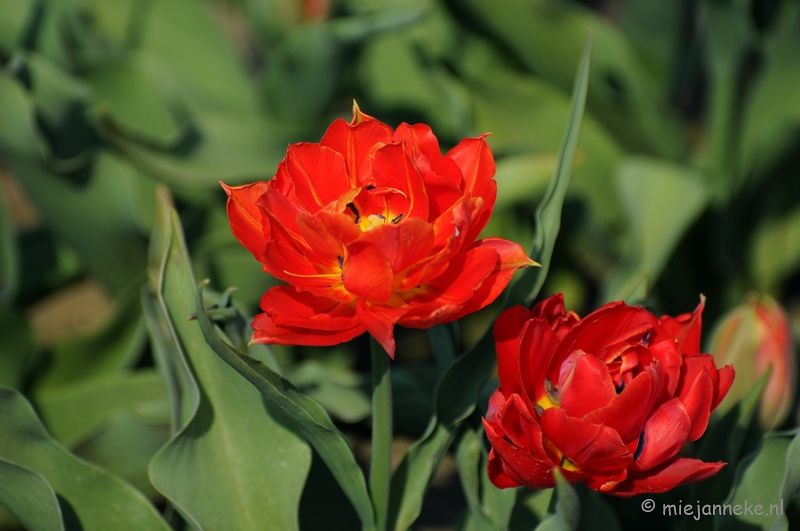 DSC_2036.JPG - Keukenhof in Cranendonck