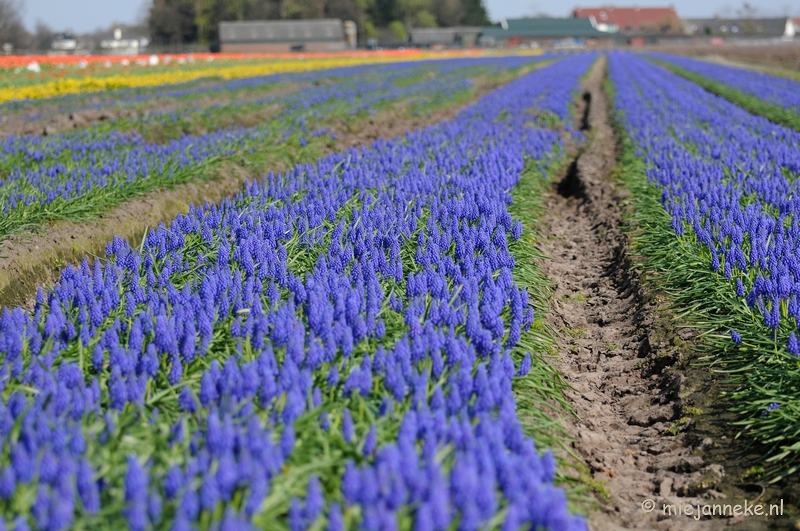 DSC_2042.JPG - Keukenhof in Cranendonck