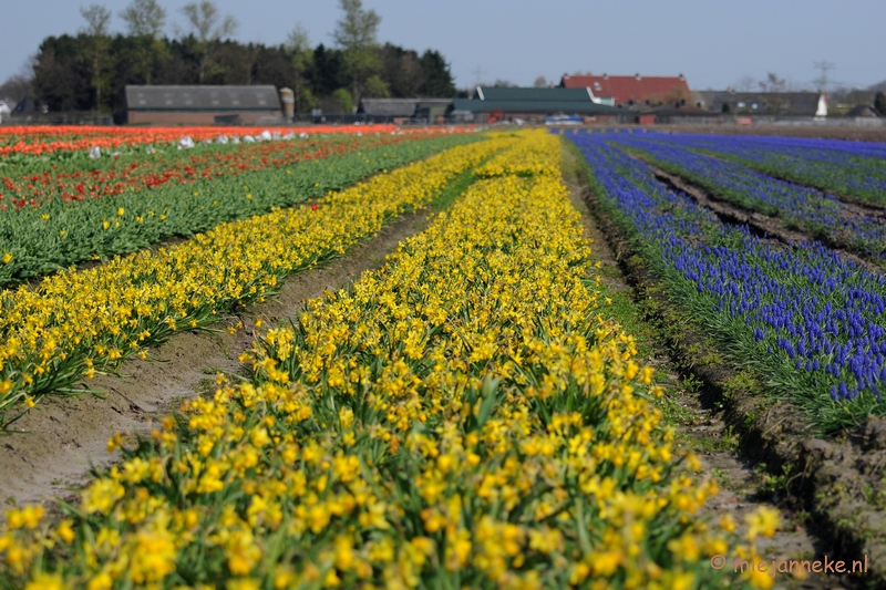 DSC_2055.JPG - Keukenhof in Cranendonck