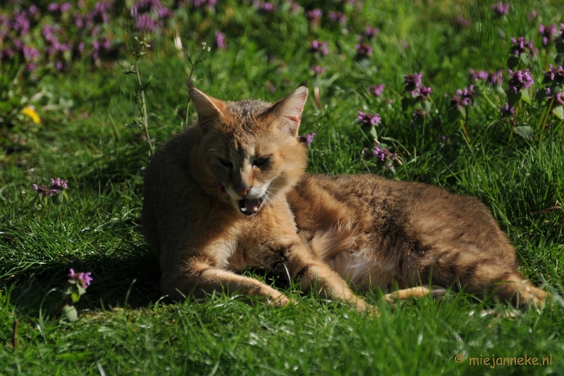 DSC_2068.JPG - Lente Olmense zoo