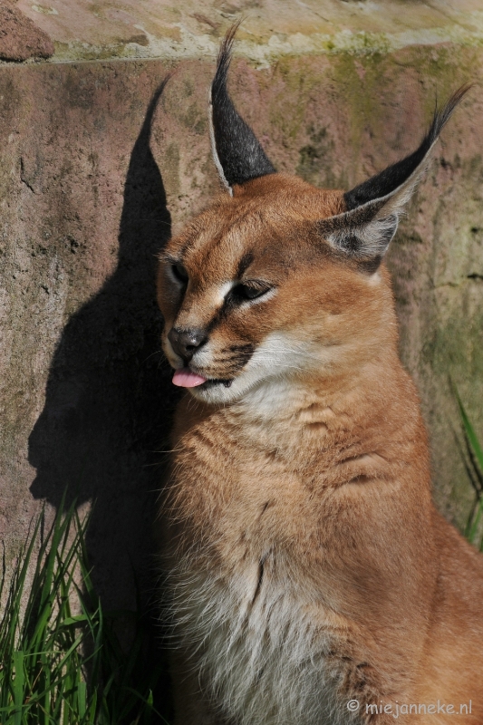 DSC_2089.JPG - Lente Olmense zoo