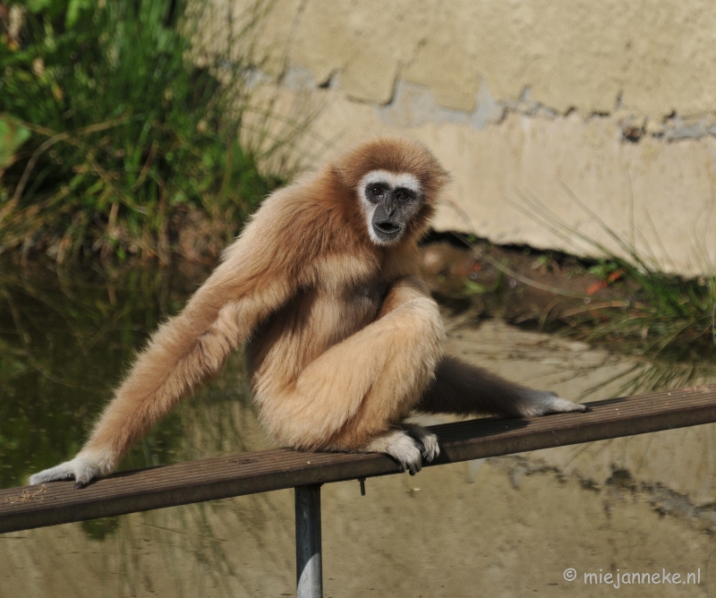 DSC_2109.JPG - Lente Olmense zoo