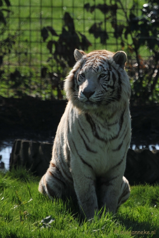 DSC_2138.JPG - Lente Olmense zoo