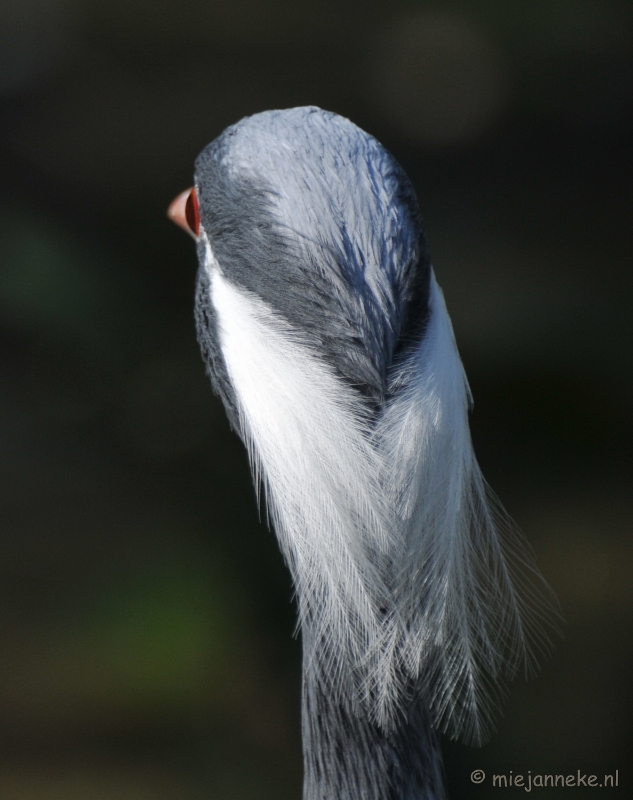 DSC_2154.JPG - Lente Olmense zoo