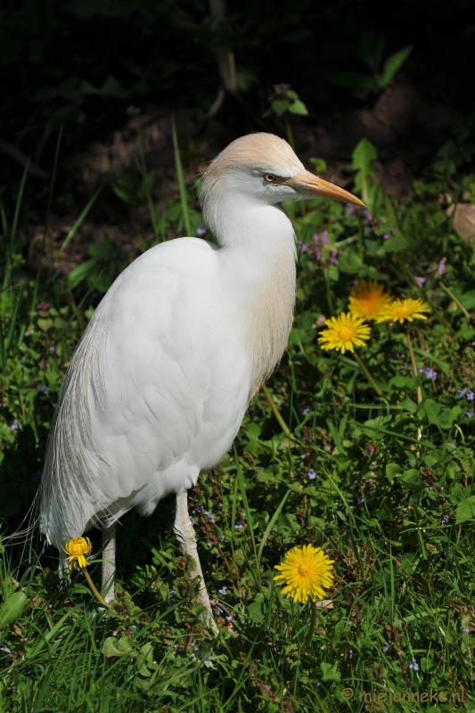 DSC_2196.JPG - Lente Olmense zoo