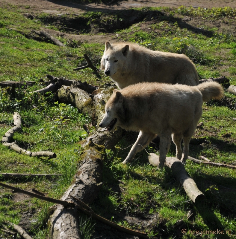 DSC_2216.JPG - Lente Olmense zoo