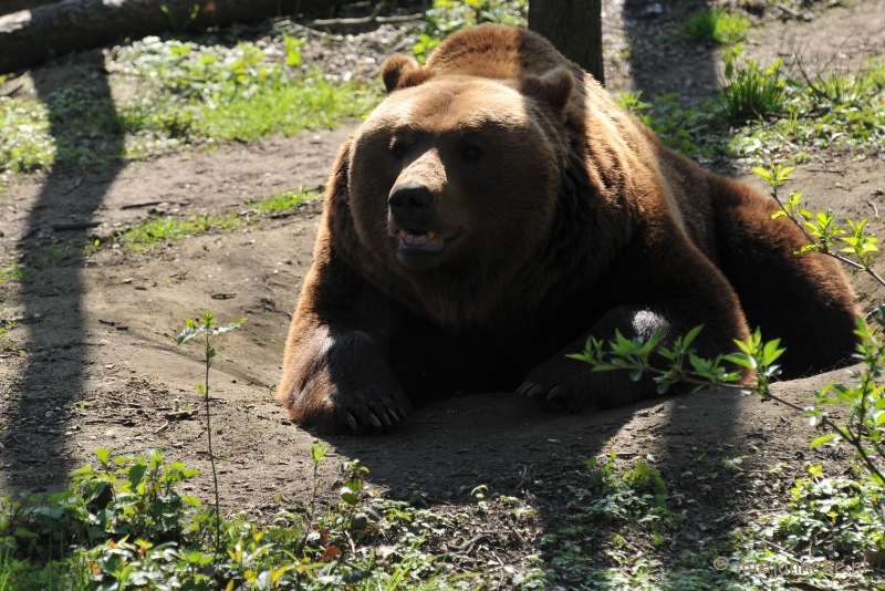 DSC_2233.JPG - Lente Olmense zoo