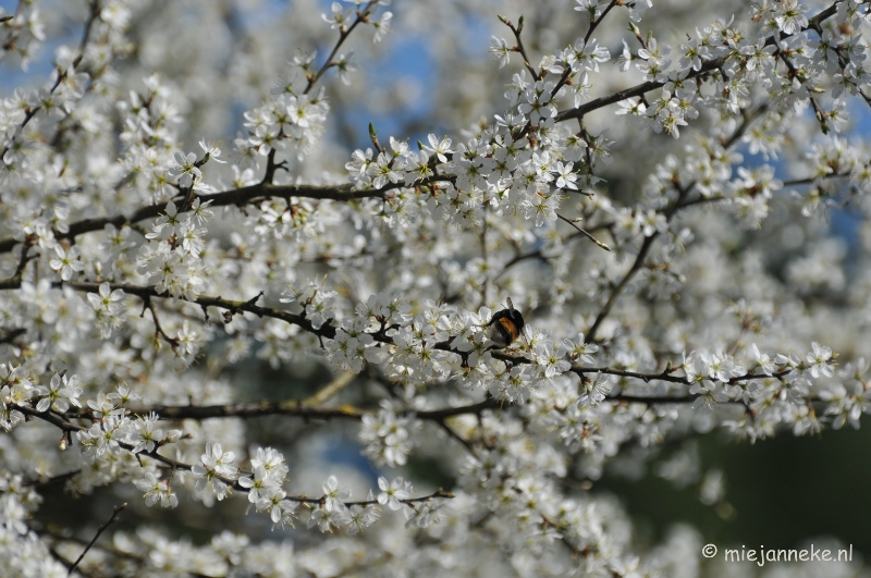 DSC_2247.JPG - Lente Olmense zoo