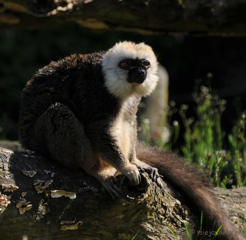 DSC_2260.JPG - Lente Olmense zoo