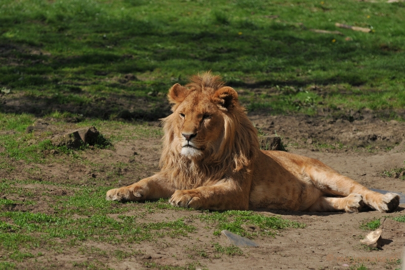 DSC_2264.JPG - Lente Olmense zoo