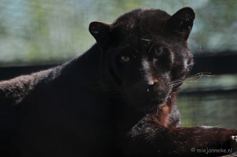 DSC_2269.JPG - Lente Olmense zoo