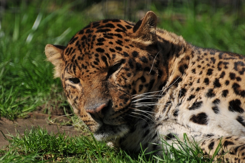 DSC_2323.JPG - Lente Olmense zoo