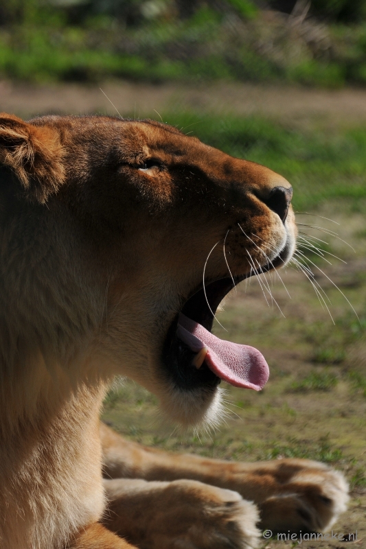 DSC_2341.JPG - Lente Olmense zoo