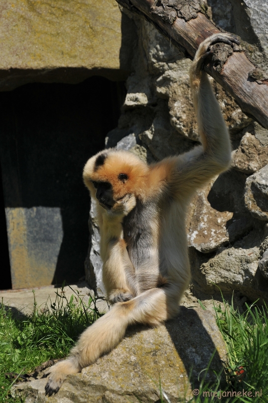 DSC_2357.JPG - Lente Olmense zoo