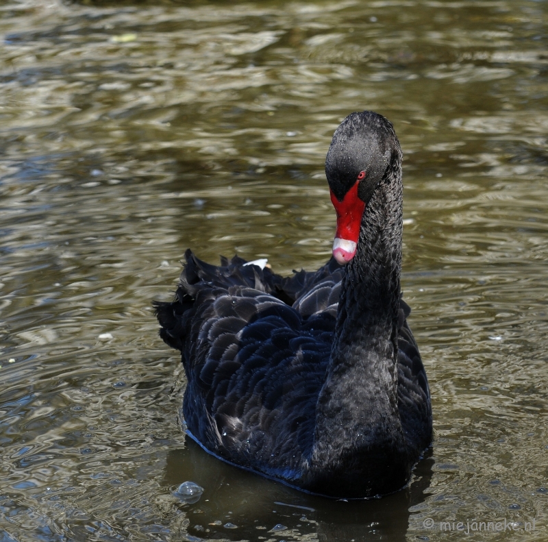 DSC_2389.JPG - Lente Olmense zoo