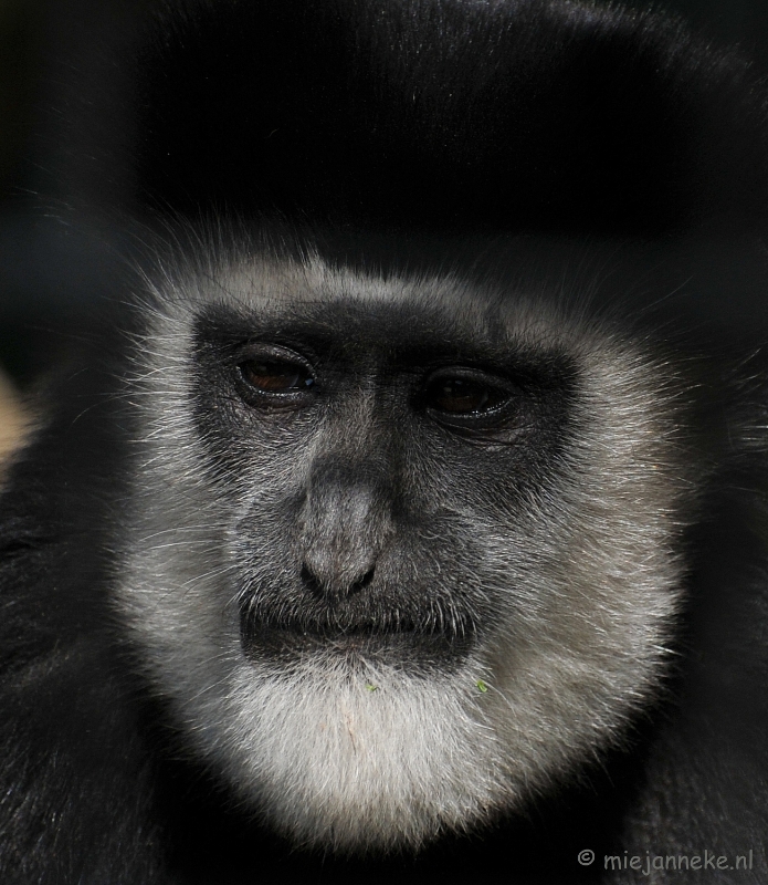 DSC_2394.JPG - Lente Olmense zoo