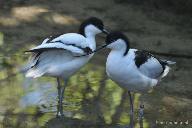 DSC_2407.JPG - Lente Olmense zoo