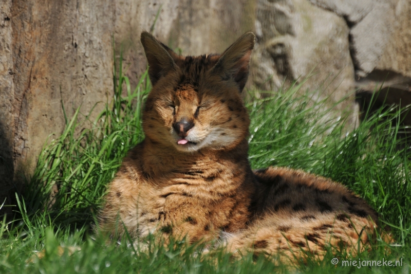 DSC_2636.JPG - Lente Olmense zoo