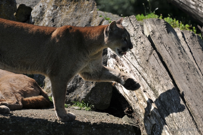 DSC_2914.JPG - Lente Olmense zoo