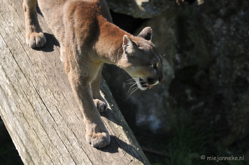 DSC_2920.JPG - Lente Olmense zoo