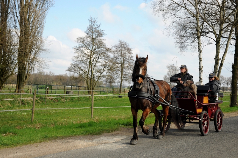 DSC_0947.jpg - Op de Asbroek weg voor een appeltje