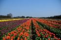 Keukenhof Cranendonck April