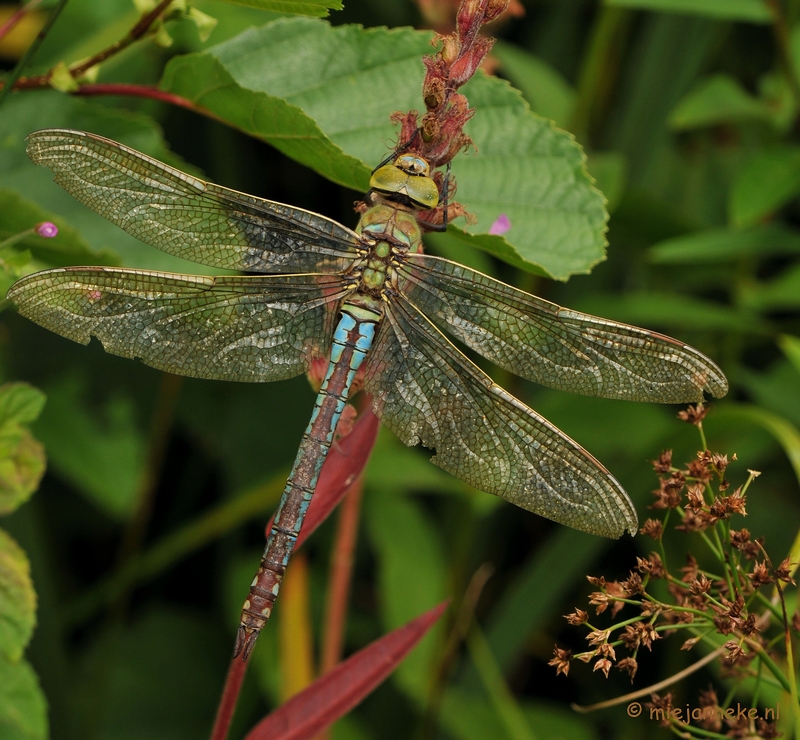 DSC_0119.JPG - Grote keizerlibelle