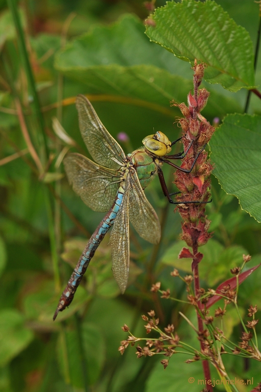 DSC_0169.JPG - Grote keizerlibelle