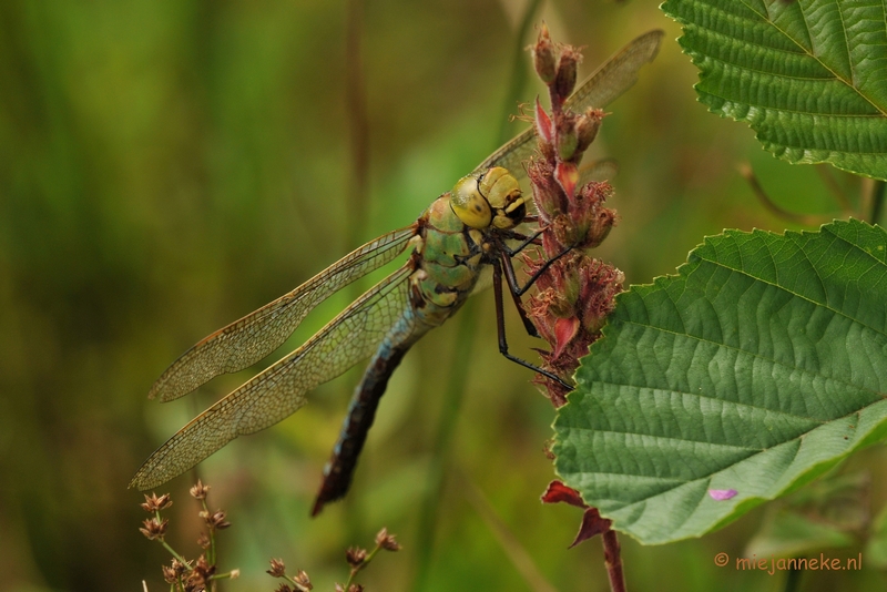 DSC_0212.JPG - Grote keizerlibelle