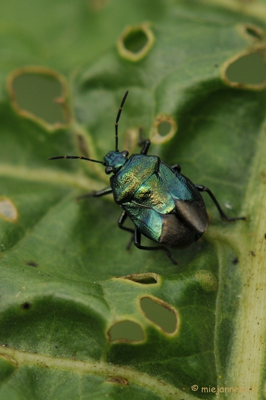 DSC_0477.JPG - Blauwe schildwants