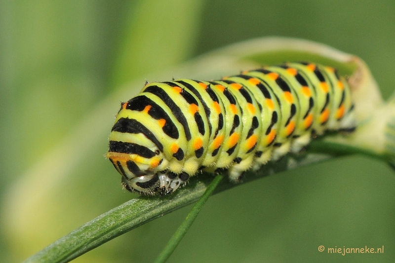 DSC_0700.JPG - Koninginnepage rups