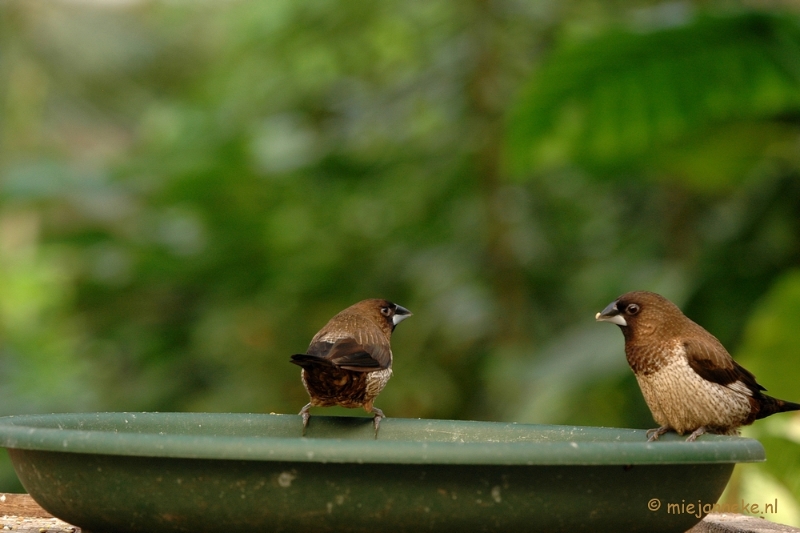 DSC_5821.JPG - Vogels in de tuinen