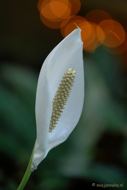 DSC_5885.JPG - Mooie bloemen