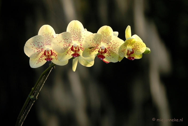 DSC_5911.JPG - Orchideeën