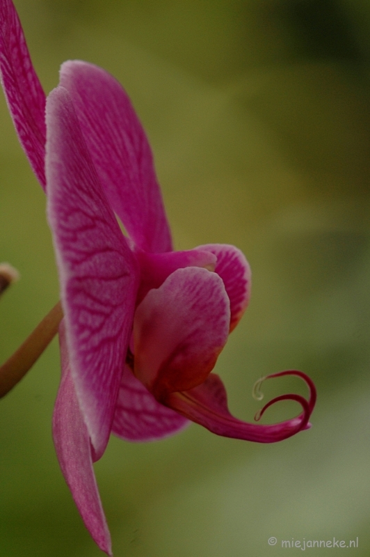 DSC_6025.JPG - Orchideeën