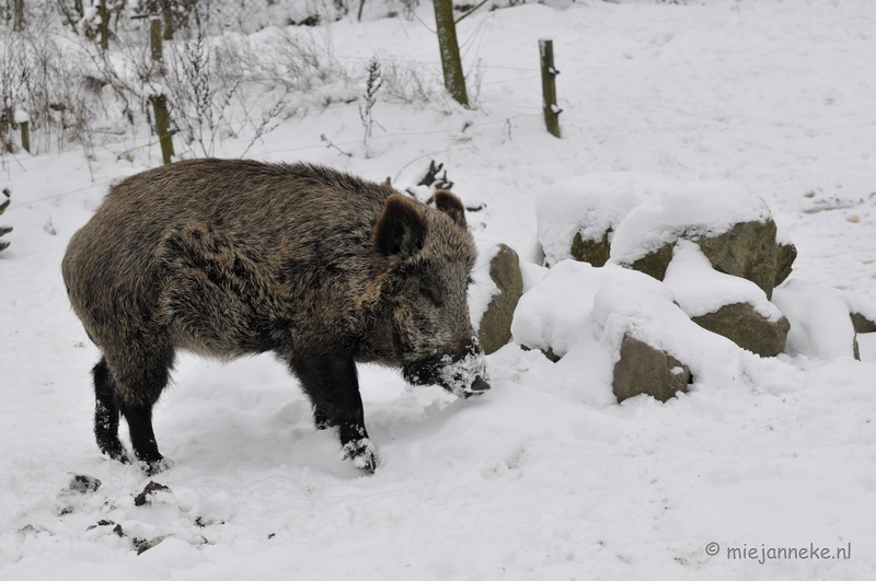 _DSC2389.JPG - Winter in Dierenrijk Nuenen