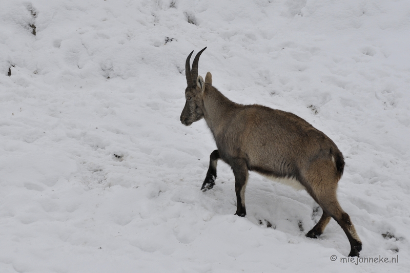 _DSC2402.JPG - Winter in Dierenrijk Nuenen