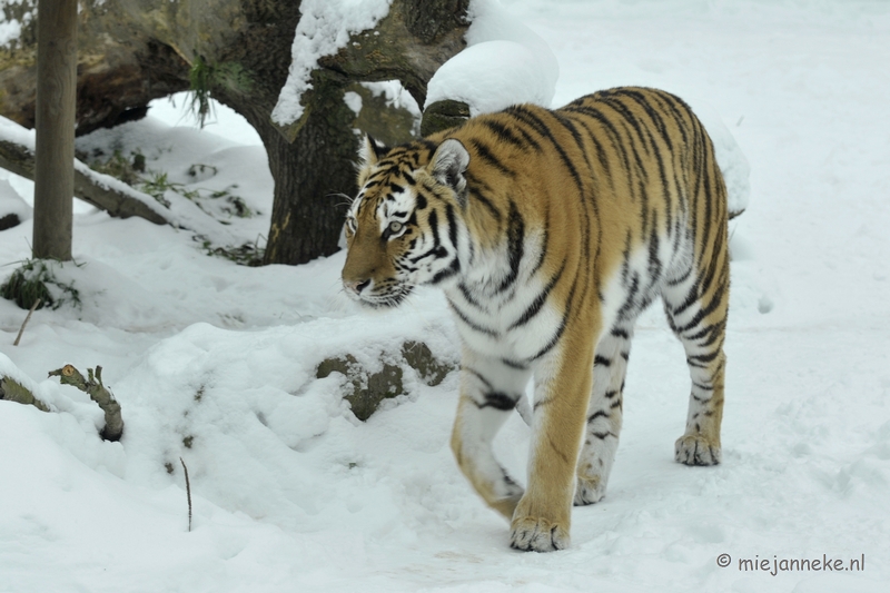 _DSC2509.JPG - Winter in Dierenrijk Nuenen