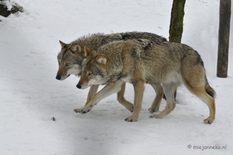 _DSC2532.JPG - Winter in Dierenrijk Nuenen