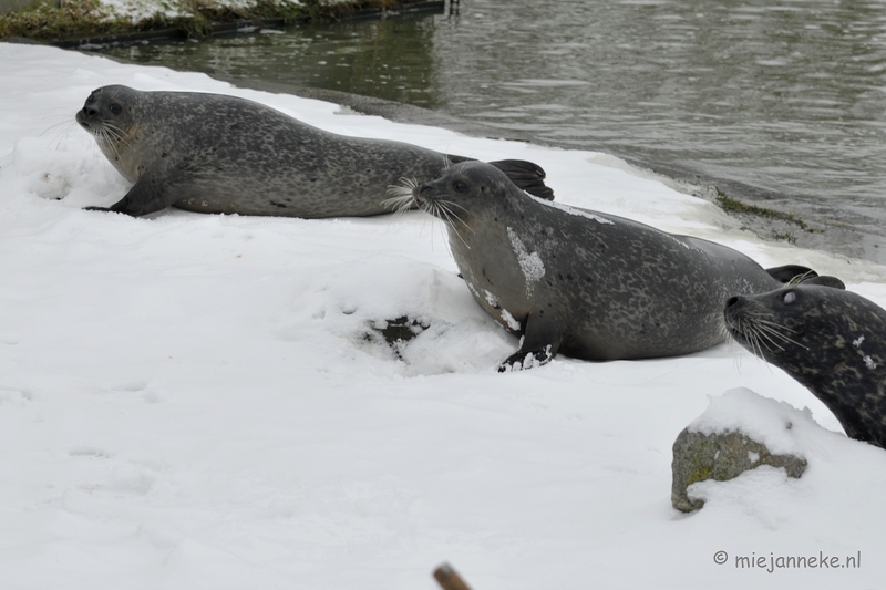 _DSC2566.JPG - Winter in Dierenrijk Nuenen