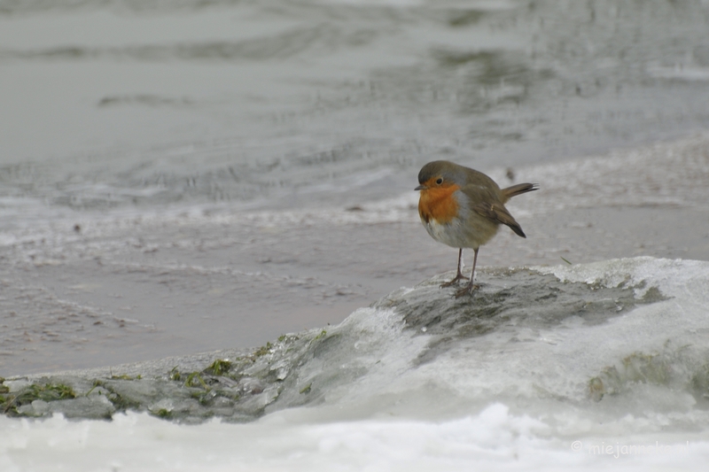 _DSC2590.JPG - Winter in Dierenrijk Nuenen