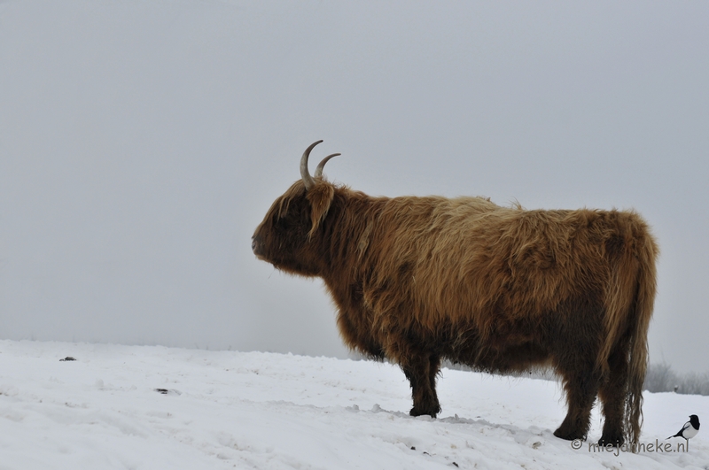 _DSC2699.JPG - Winter in Dierenrijk Nuenen